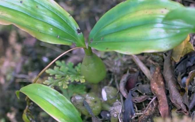 石橄榄是什么植物
