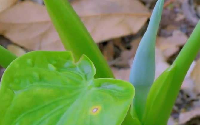 观音莲是什么植物