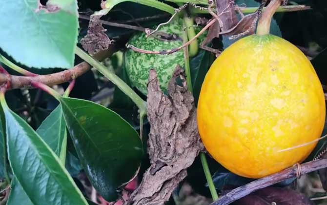 瓜蒌是什么植物