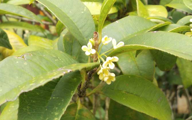 桂花树的养殖方法和注意事项