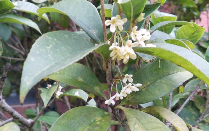 桂花树种植技术及病害防治