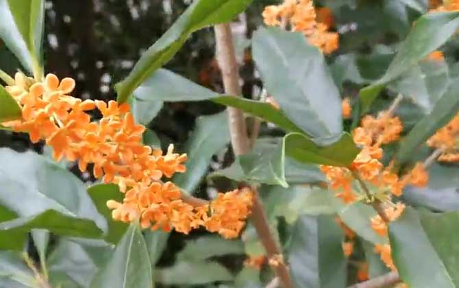 桂花树产地在哪里