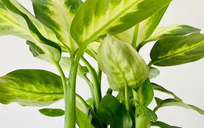 银皇后是什么植物