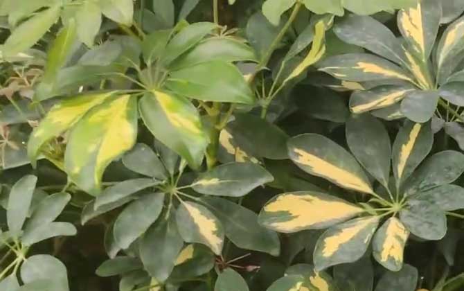 鸭脚木是什么植物