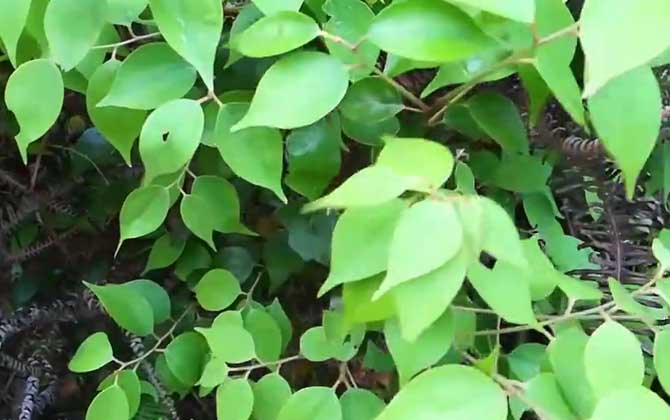 乌药是什么植物