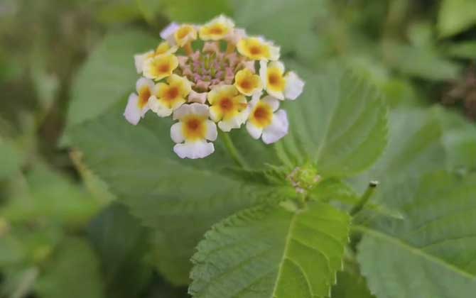 五色梅是什么植物