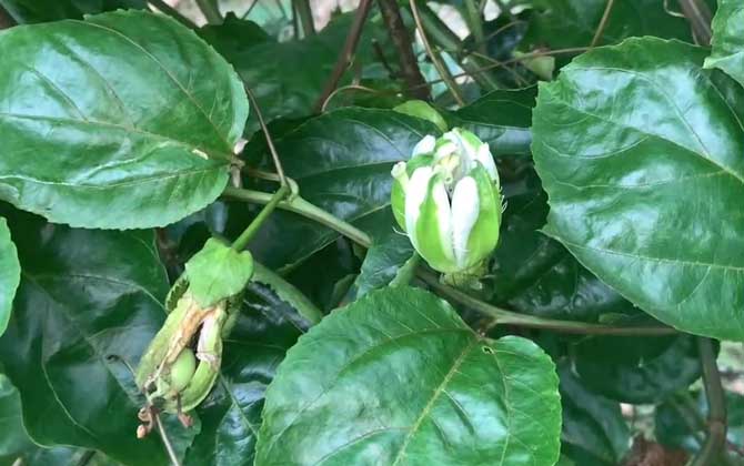 西番莲是什么植物