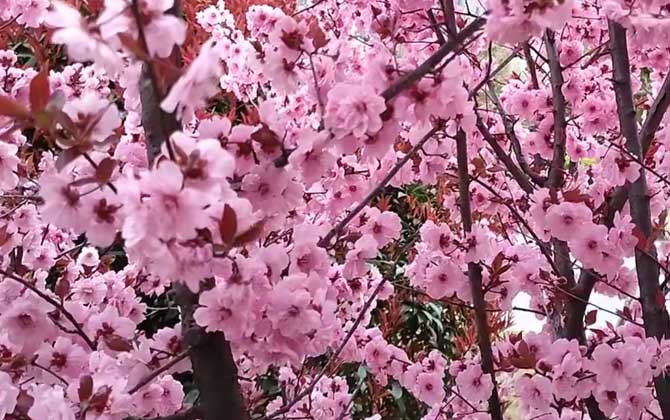 榆叶梅是什么植物