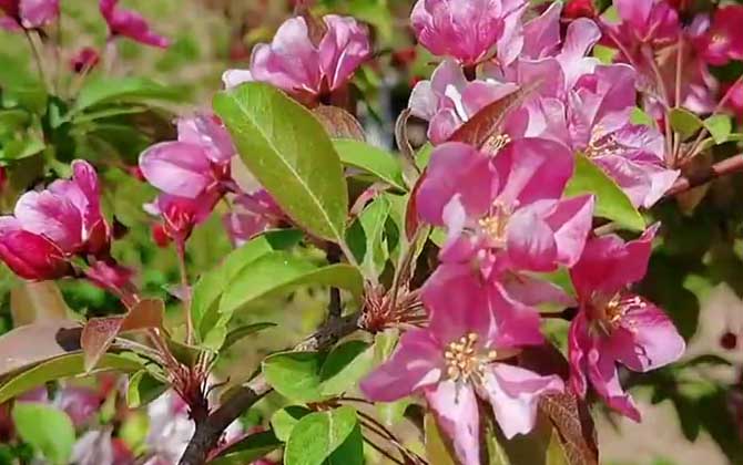 光辉海棠是什么植物