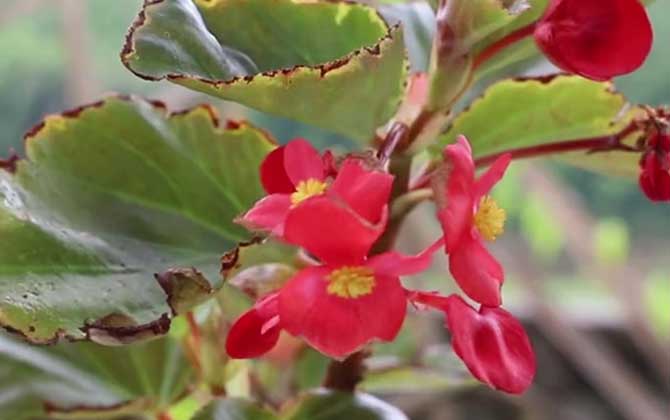 秋海棠是什么植物