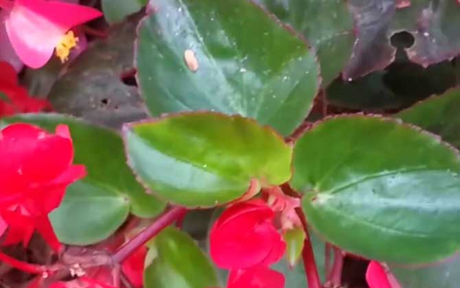 四季秋海棠是什么植物