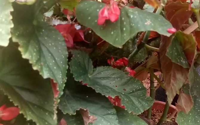 竹节秋海棠是什么植物