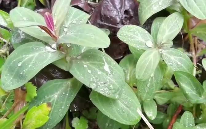 元宝草是什么植物