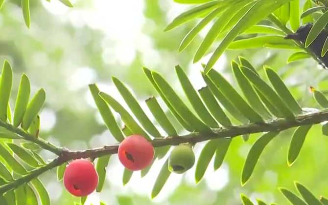 红豆杉盆景怎么养