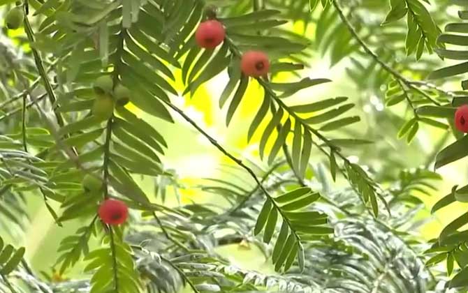 红豆杉价格多少钱一棵