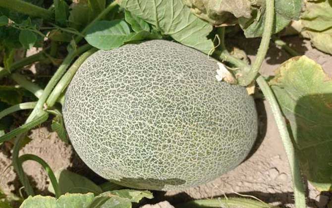 哈密瓜是什么植物