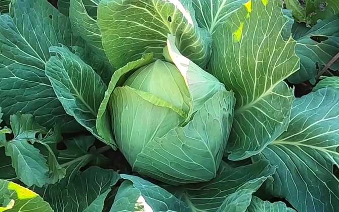 圆白菜是什么植物