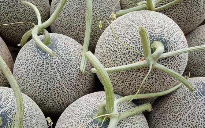 哈密瓜原产地在哪里