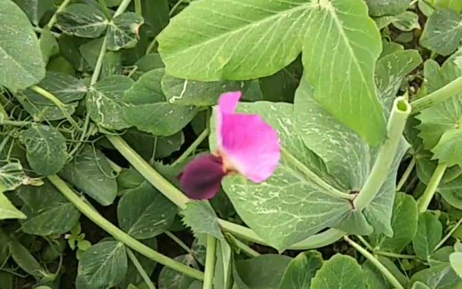 豌豆是什么植物