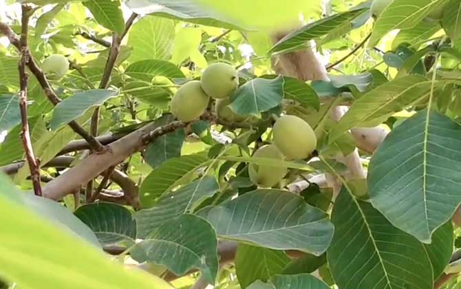 核桃树是什么植物