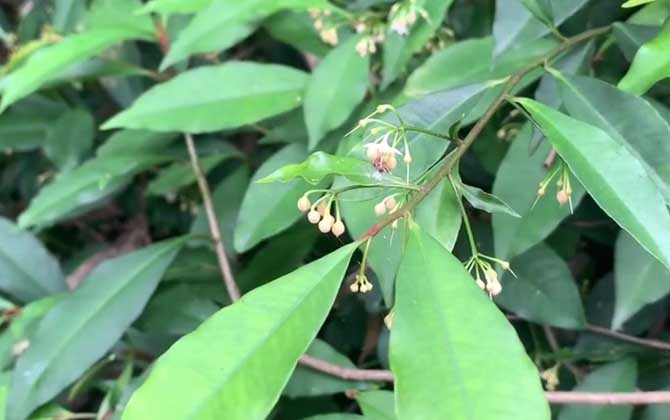 朱砂根是什么植物