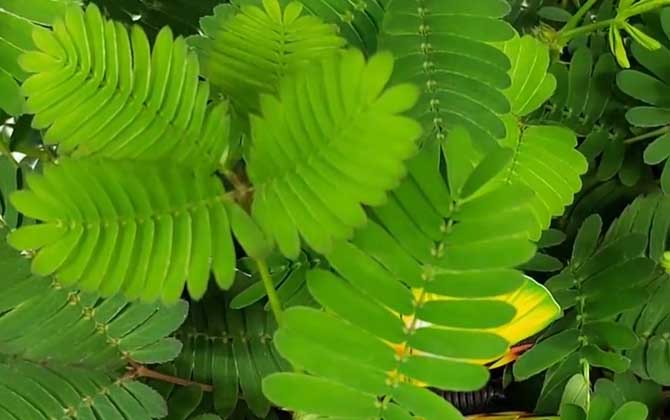 含羞草为什么会动