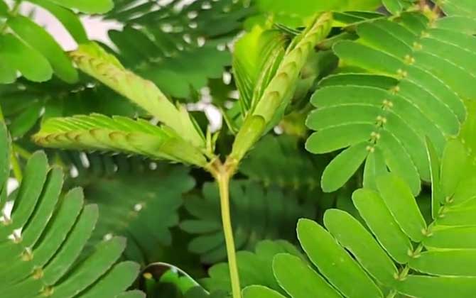 含羞草怎么养才能更旺盛