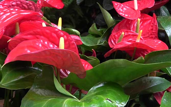 红掌是什么植物