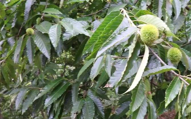 锥栗是什么植物