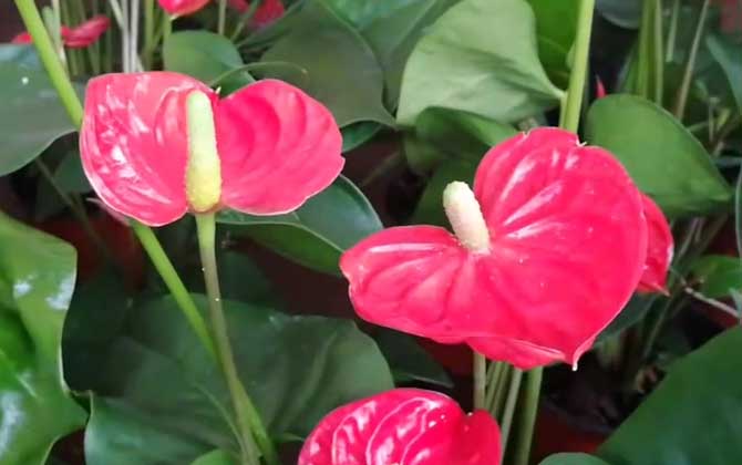 红掌怎么养才能更旺盛