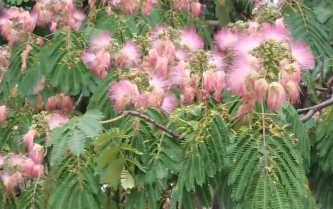 合欢花是什么植物