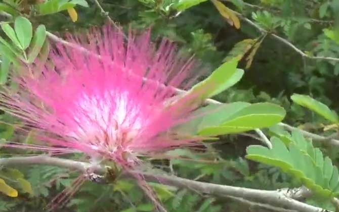 合欢花种子怎么种植