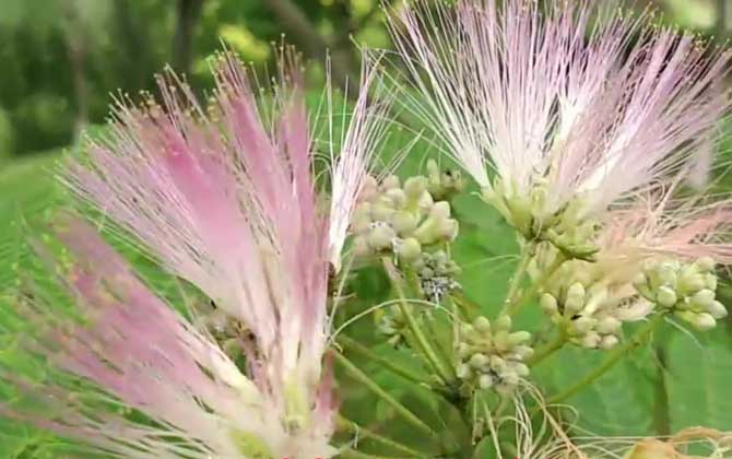 合欢花什么时候开花