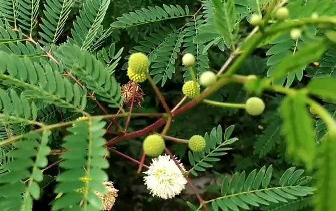 银合欢是什么植物