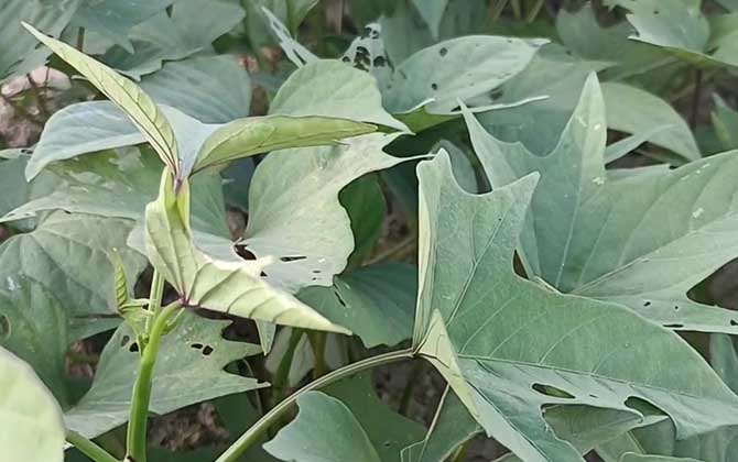 红薯是什么植物