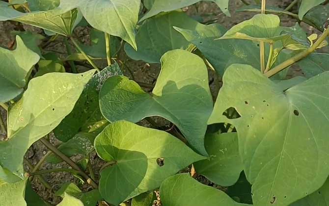 红薯发芽了还能吃吗