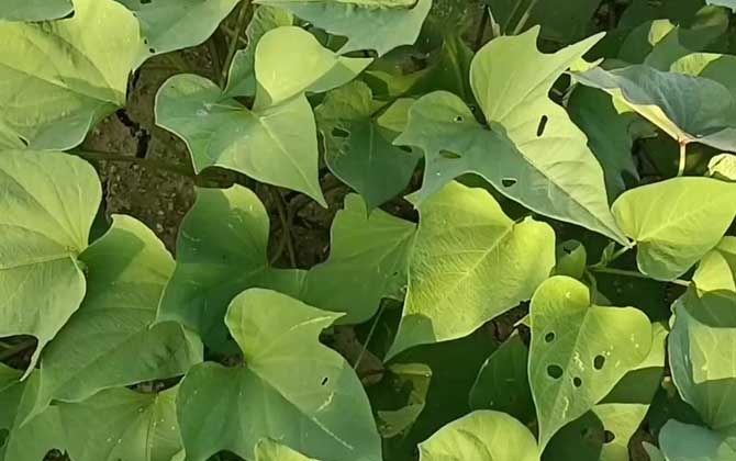 红薯产地在哪里