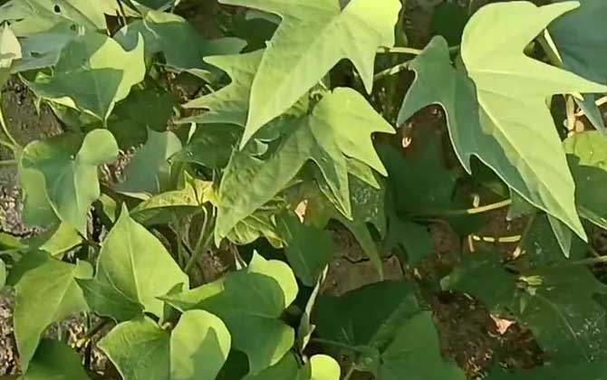 紫红薯是什么植物