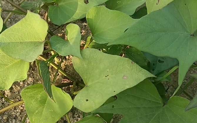 红薯价格多少钱一斤