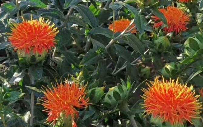 红花是什么植物