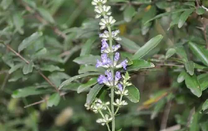 小红参是什么植物