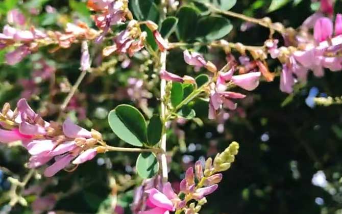 胡枝子是什么植物