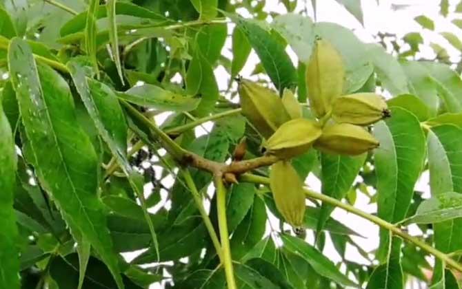 美国山核桃是什么植物