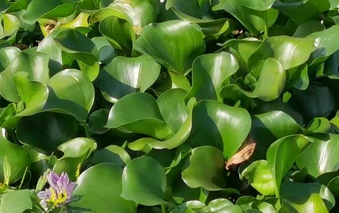 水葫芦是什么植物
