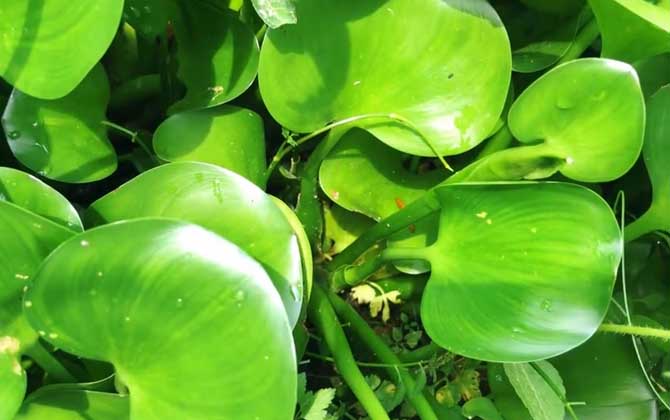 水葫芦的危害有哪些