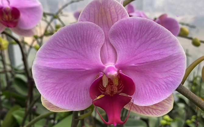 蝴蝶兰是什么植物