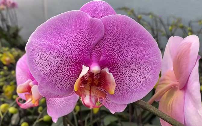 蝴蝶兰什么时候开花