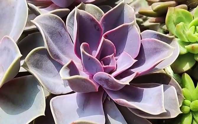 紫珍珠是什么植物