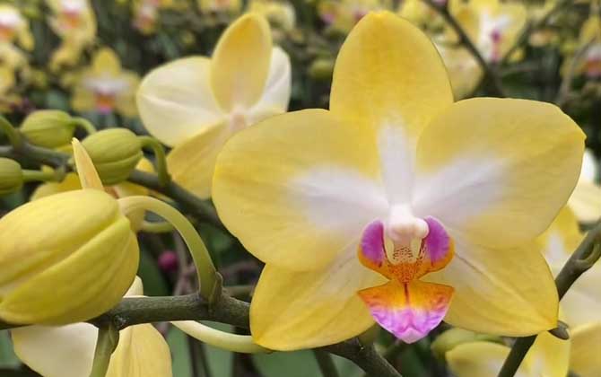 蝴蝶兰几点开花