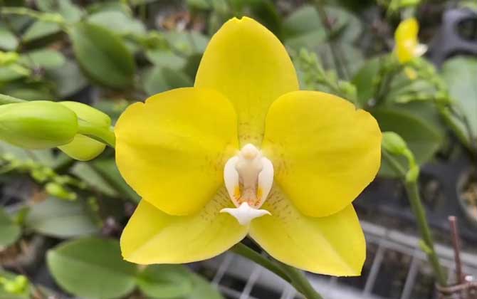 蝴蝶兰价格多少钱一株